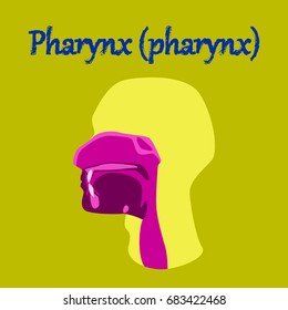 human organ icon in flat style pharynx 