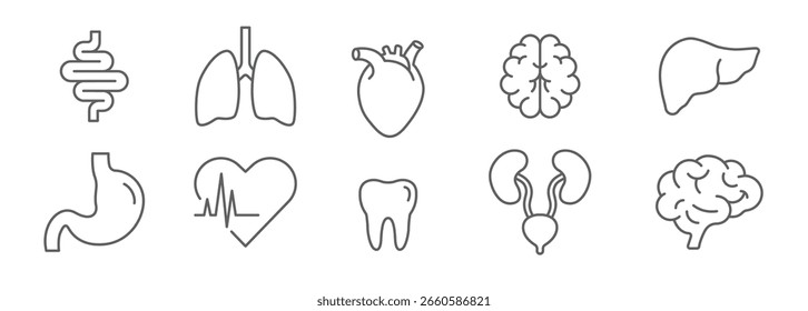 Conjunto de iconos de órganos humanos, contorno de derrame cerebral editable de dientes, hígado, cerebro, intestino, pulmón, corazón, estómago, sistema urinario para anatomía médica e ilustración de atención médica
