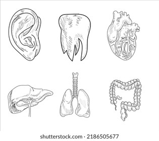 Human Organ Icons Sketch. Lungs, Liver, Heart, Large Intestine, Tooth, Ear