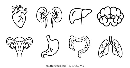 Iconos de órganos humanos, Ilustraciones vectoriales de líneas de anatomía de órganos internos humanos, partes del cuerpo, cerebro, corazón, pulmones, órganos internos vitales aislados, conjunto de órganos internos. Icono de línea médica mínima.
