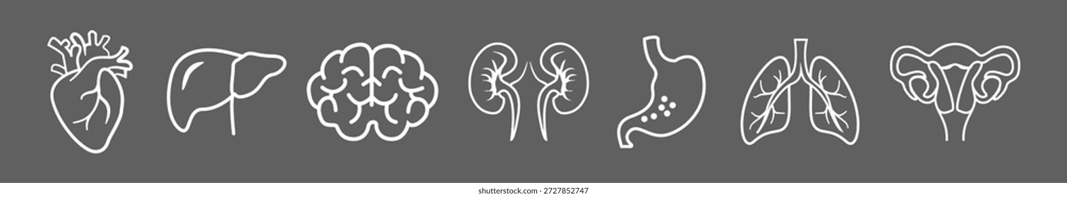 Menschliche Organsymbole, Vektorgrafiken, Anatomie-Linien-Symbole der inneren Organe des Menschen, Körperteile, Gehirn, Herz, Lungen, vitale innere Organe einzeln, Satz von inneren Organen. Minimales medizinisches Liniensymbol.