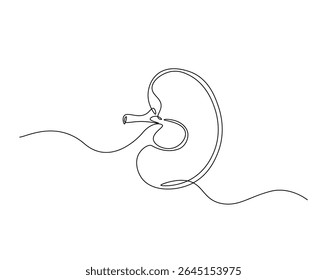 Human organ, kidney outline drawing illustration. one continuous line drawing of human kidney. healthy concept.