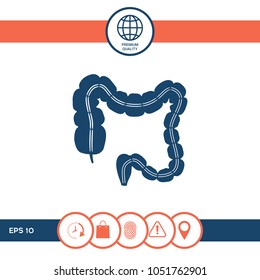 Human organ - the large intestine