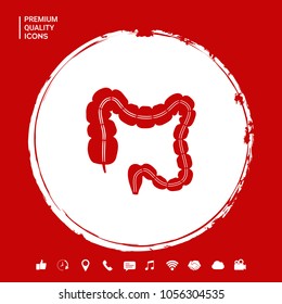 Human organ - the large intestine