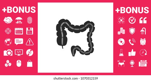 Human organ - the large intestine