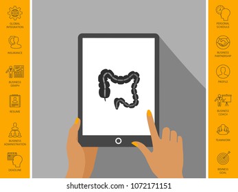Human organ - the large intestine