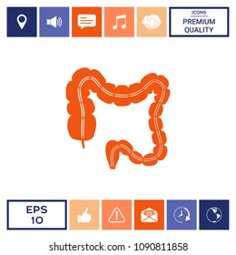 Human organ - the large intestine