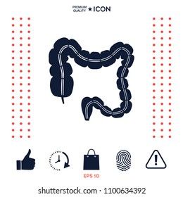 Human organ - the large intestine