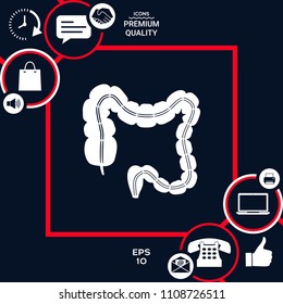 Human organ - the large intestine
