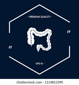 Human organ - the large intestine