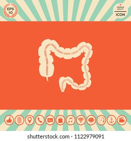 Human organ - the large intestine