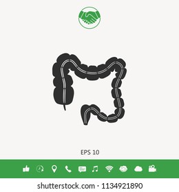 Human organ - the large intestine