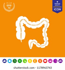 Human organ - the large intestine