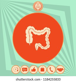 Human organ - the large intestine