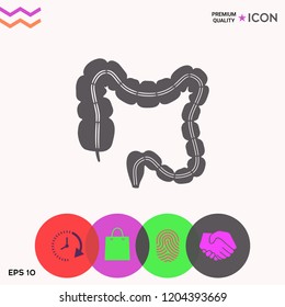 Human organ - the large intestine