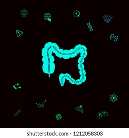 Human organ - the large intestine