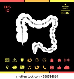 Human organ - the large intestine