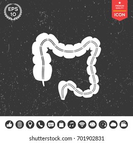 Human organ - the large intestine