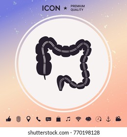 Human organ - the large intestine
