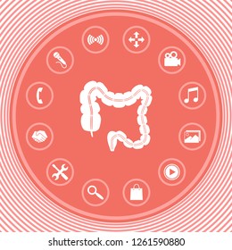 Human organ - the large intestine. Graphic elements for your design