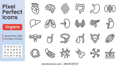 Human organ line icon set. Internal anatomy - heart, liver, brain, stomach, thyroid gland, uterus, vein linear minimal vector illustration. Simple outline signs. 48x48 Pixel Perfect. Editable Stroke