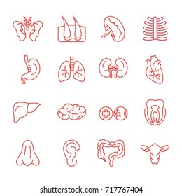human organ - line - vector logo/icon illustration bundle