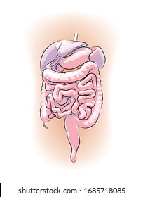 Human organ organs diagram for education. Vector illustration
