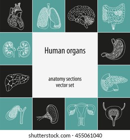 Human organ set, anatomy vector illustration