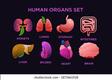 Human organ set design vector 