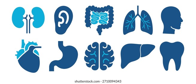 Conjunto de órgãos humanos, incluindo pulmão, coração, fígado, intestino e mais sobre fundo transparente