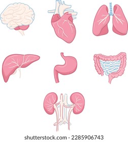 Human organ set vector illustration