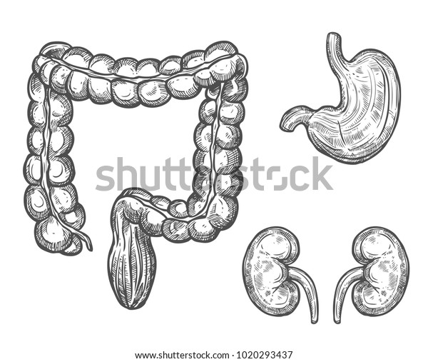 Human organ sketch of internal anatomy. Kidneys, stomach and large