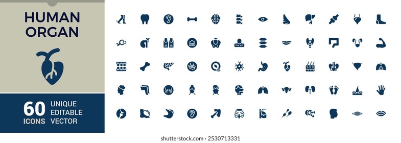 Conjunto de ícones sólidos de órgãos humanos. Relacionado com a anatomia humana, fígado de rim e mais coleção de ícones de Glifo. Pacote de símbolos preenchido. Ilustração vetorial perfeita editável e em pixels.