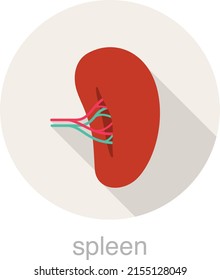 human organ spleen flat design icon, vector illustration