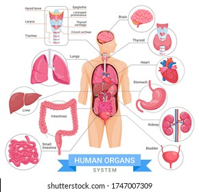 Human Organ System Vector Illustrations.