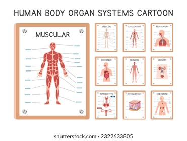 Diagrama de sistemas de órganos humanos conjunto de vectores de caricaturas de afiche de clipart. Trastornos musculares, esqueléticos, circulatorios, respiratorios, digestivos, urinarios, endocrinos, nerviosos, integrales, del aparato reproductor de mano