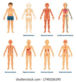 Human organ systems vector illustration. Anatomical labeled collection. Internal physiological structure with muscular, skeletal, cardiovascular, nervous, digestive, excretory and endocrine examples.