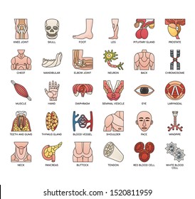 Human Organ , Thin Line and Pixel Perfect Icons