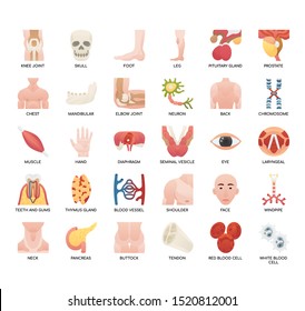 Human Organ , Thin Line and Pixel Perfect Icons