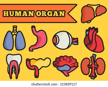 Human organ thin line set