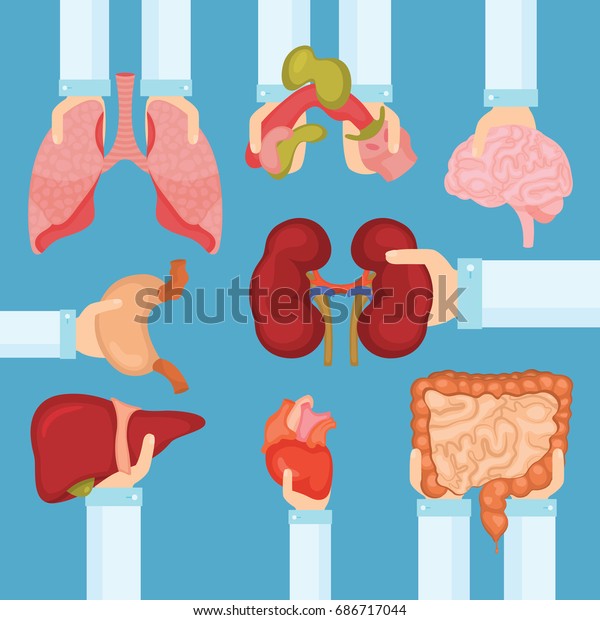 Human Organ Transplantation Concept Hands Medical Stock Vector