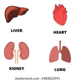 human organ vector flat design