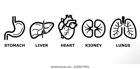 Iconos del vector del órgano humano fijados en el fondo blanco. Iconos del vector del hígado, de los pulmones, del riñón, del corazón, del estómago fijados (relleno sólido).	