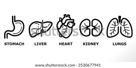 human organ vector icons set on white background. liver, lungs, kidney, heart, stomach vector icons set (solid fill). icons for science, medical, education etc purpose.	
