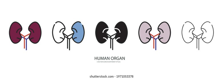 Human organ vector type icon