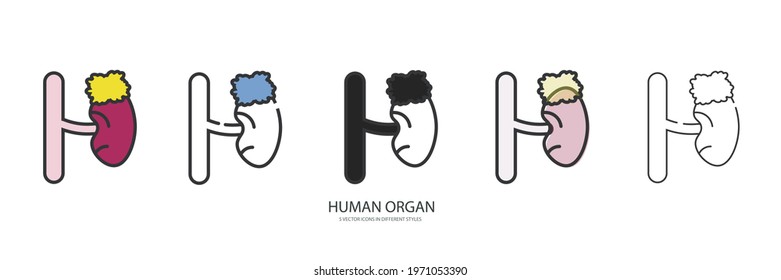 Human organ vector type icon