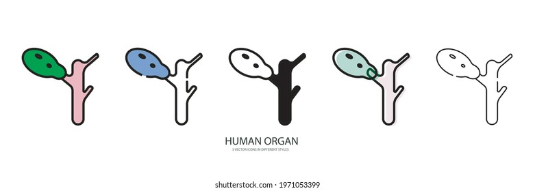 Human organ vector type icon