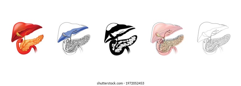 human organ vector type icon