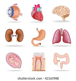 Human organs