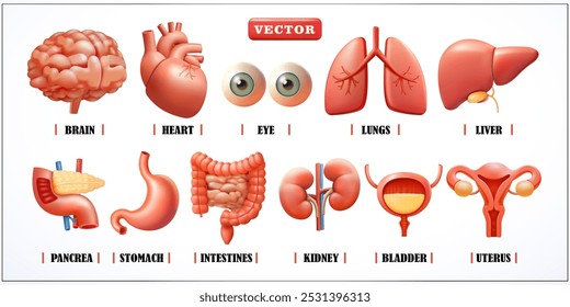 Human organs, 3d vector. Suitable for health, hospitals and education